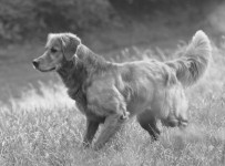 FOTO LENNOX